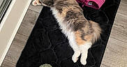 Precious is registered to the contest to win money with this photo: black_mat, cat, cozy, domestic, door, flooring, fluffy_cat, fur, glass_door, home, indoor, lying_down, multi-colored_cat, pet, pink_shoes, relaxed, shadow, slippers, wall, wood_floor