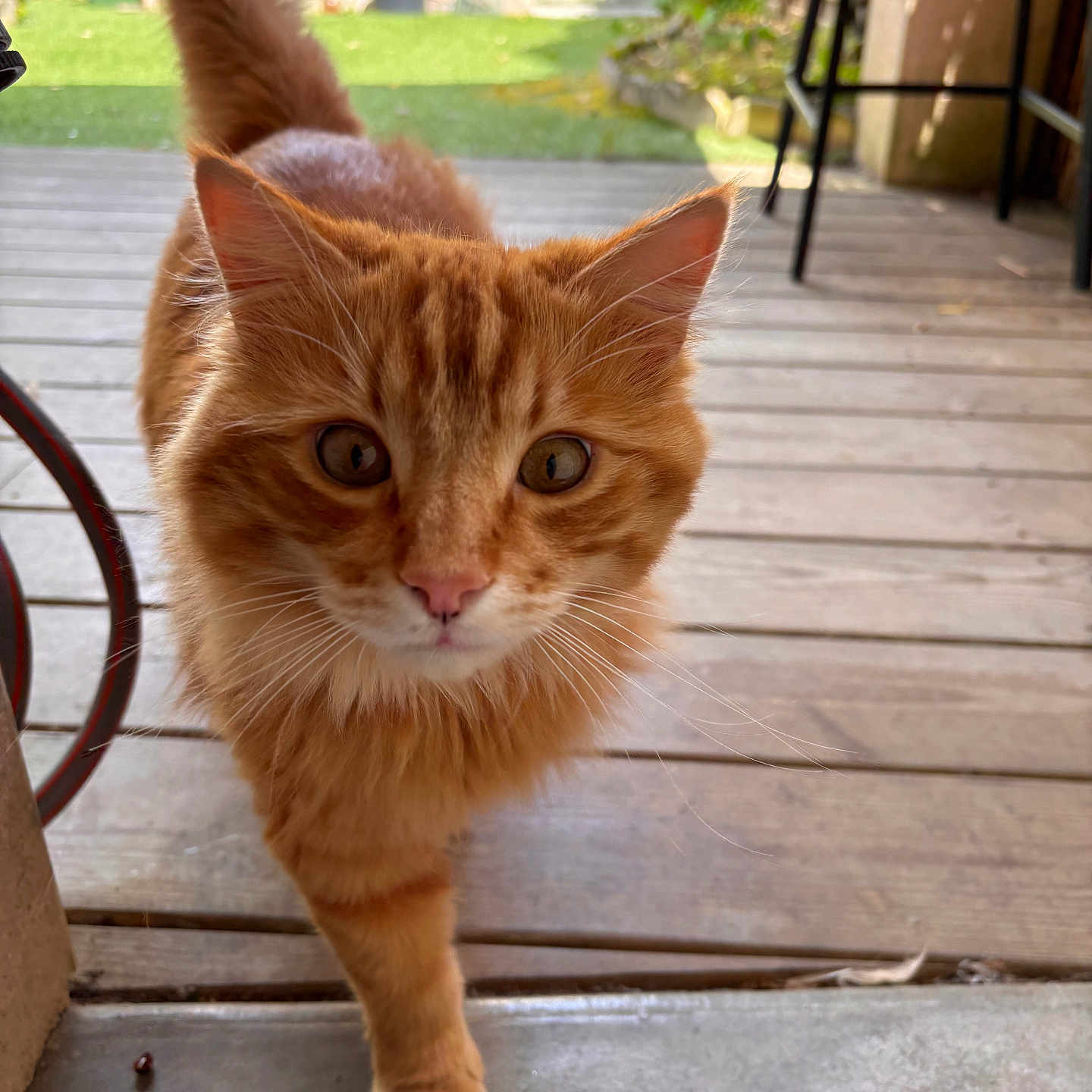 Butti participe au concours pour gagner de l'argent avec cette photo : animal, cat, closeup, curious, daylight, domestic_cat, eyes, feline, fluffy, fur, garden, greenery, orange_tabby, outdoor, pet, porch, tail, walking, whiskers, wooden_floor