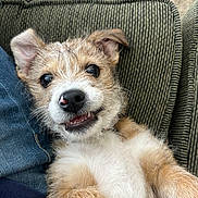 Rexy joined the competition — help win amazing prizes! puppy, dog, pet, cute, smiling, fur, whiskers, nose, ears, couch, cushion, indoor, closeup, relaxed, happy, young, animal, canine, home, portrait
