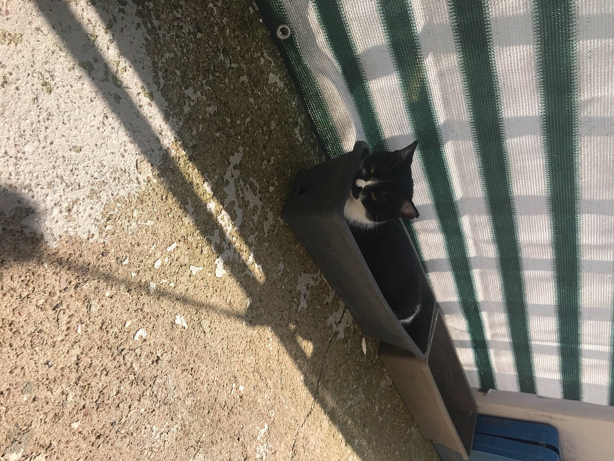 Kalie Ma Beautee participe au concours pour gagner de l'argent avec cette photo : asphalt, auto_part, automotive_exterior, automotive_tire, carnivore, cat, concrete, domestic_short_haired_cat, felidae, metal, rim, road_surface, shade, shadow, small_to_medium_sized_cats, tail, terrestrial_animal, tints_and_shades, whiskers, wood