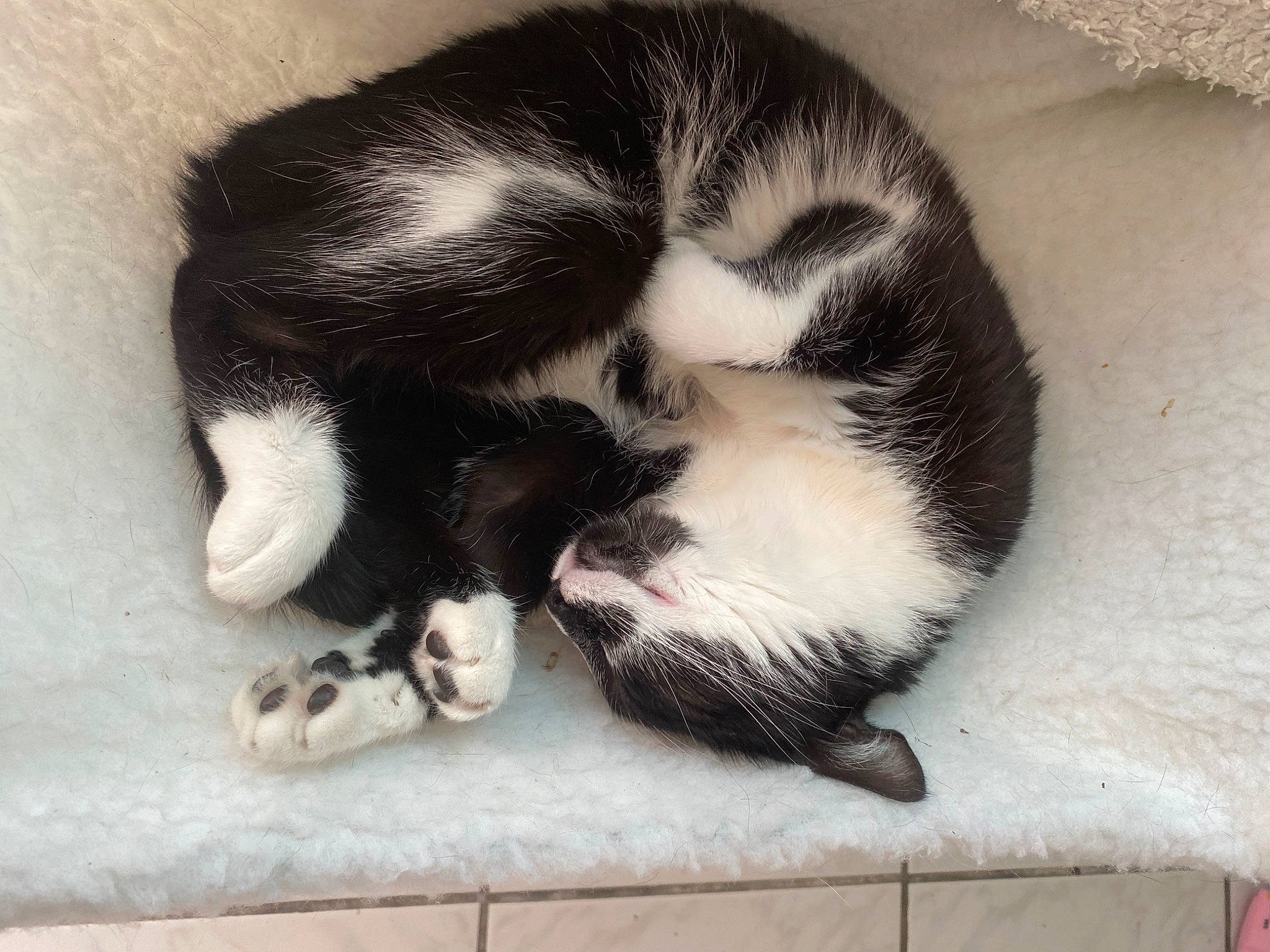 Kalie Ma Beautee participe au concours pour gagner de l'argent avec cette photo : canidae, carnivore, cat, claw, comfort, dog_breed, domestic_short_haired_cat, felidae, foot, fur, head, mammal, nap, paw, small_to_medium_sized_cats, snout, tail, terrestrial_animal, vertebrate, whiskers