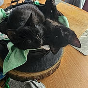 Lucifer Est Onix participe au concours pour gagner de l'argent avec cette photo : black_cat, kitten, basket, green_towel, wooden_table, indoor, pet, animal, feline, resting, cozy, household, domestic, cute, small, two_animals, relaxed, fur, ears, whiskers