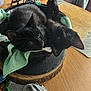 black_cat, kitten, basket, green_towel, wooden_table, indoor, pet, animal, feline, resting, cozy, household, domestic, cute, small, two_animals, relaxed, fur, ears, whiskers