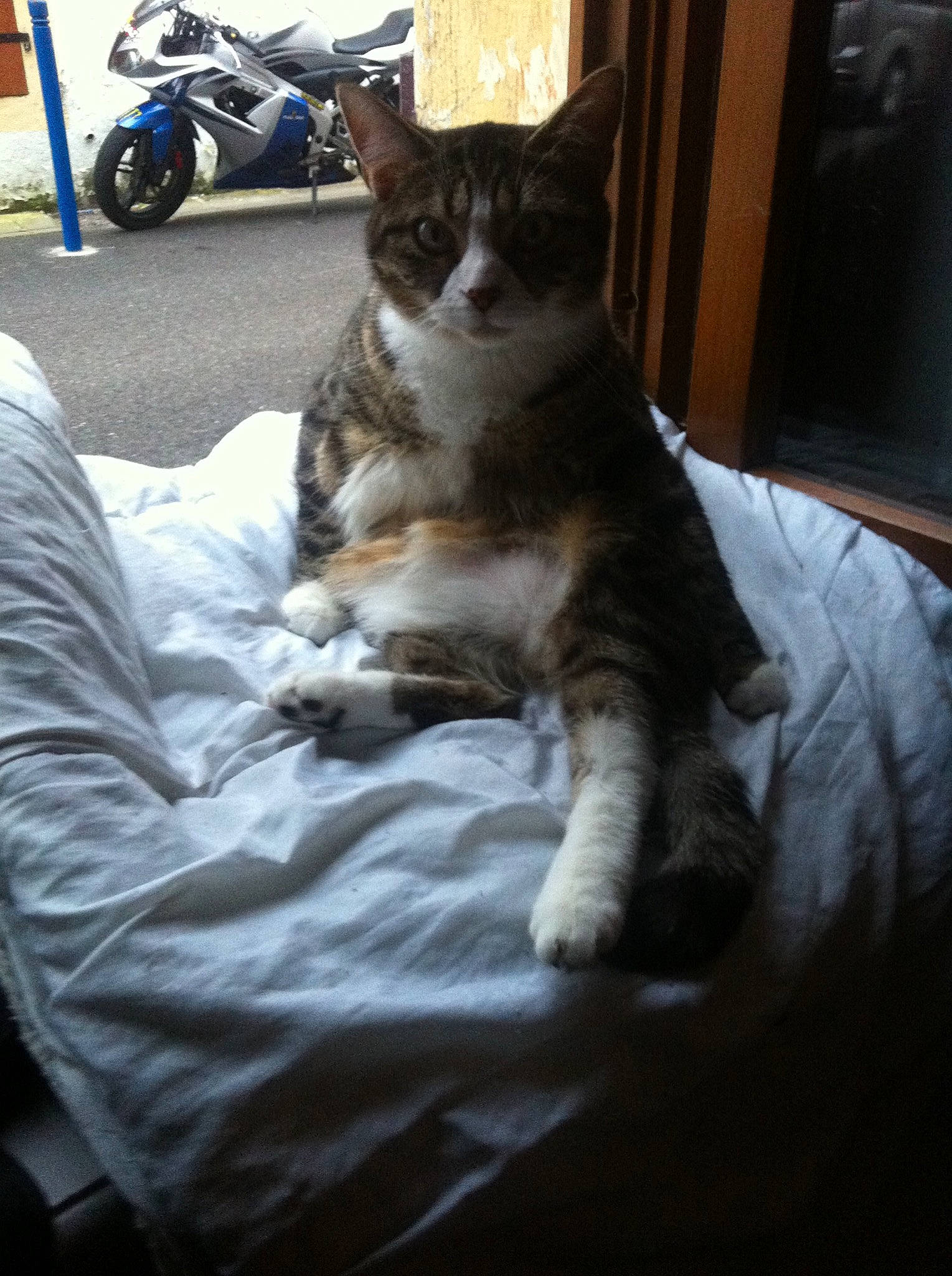 Lolita Kalie Es Grisou a rejoint le concours — aidez-le/la à gagner de superbes lots ! american_shorthair, american_wirehair, asian, carnivore, cat, chair, domestic_short_haired_cat, european_shorthair, eye, felidae, fur, furniture, kitten, leg, polydactyl_cat, sitting, small_to_medium_sized_cats, tabby_cat, tail, whiskers