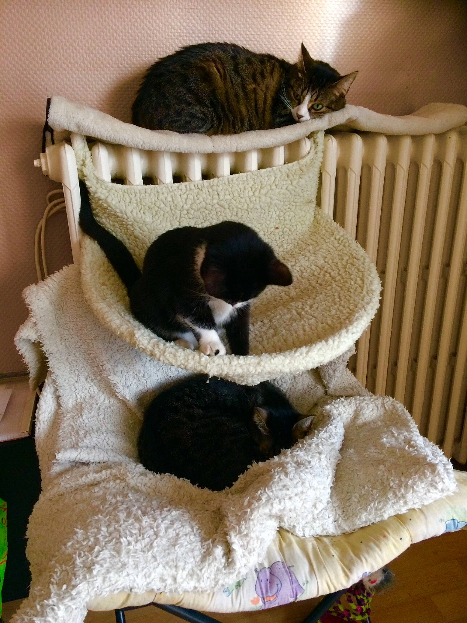 Lolita Kalie Es Grisou a rejoint le concours — aidez-le/la à gagner de superbes lots ! asian, black_cat, carnivore, cat, cat_bed, comfort, domestic_short_haired_cat, european_shorthair, felidae, fur, furniture, kitten, small_to_medium_sized_cats, tail, whiskers