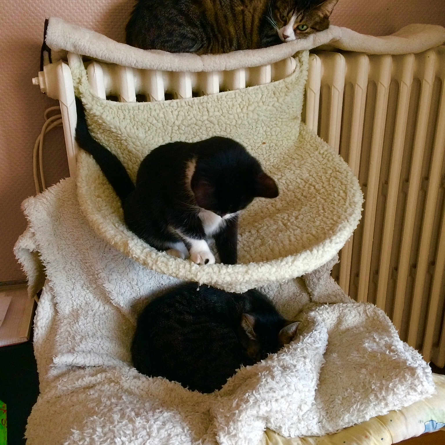 Lolita Kalie Es Grisou