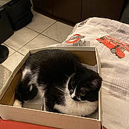 Lolita a rejoint le concours — aidez-le/la à gagner de superbes lots ! bedding, box, cardboard, carnivore, cat, cat_supply, comfort, domestic_short_haired_cat, felidae, flooring, fur, linens, mammal, paper_product, pet_supply, room, small_to_medium_sized_cats, tail, vertebrate, whiskers