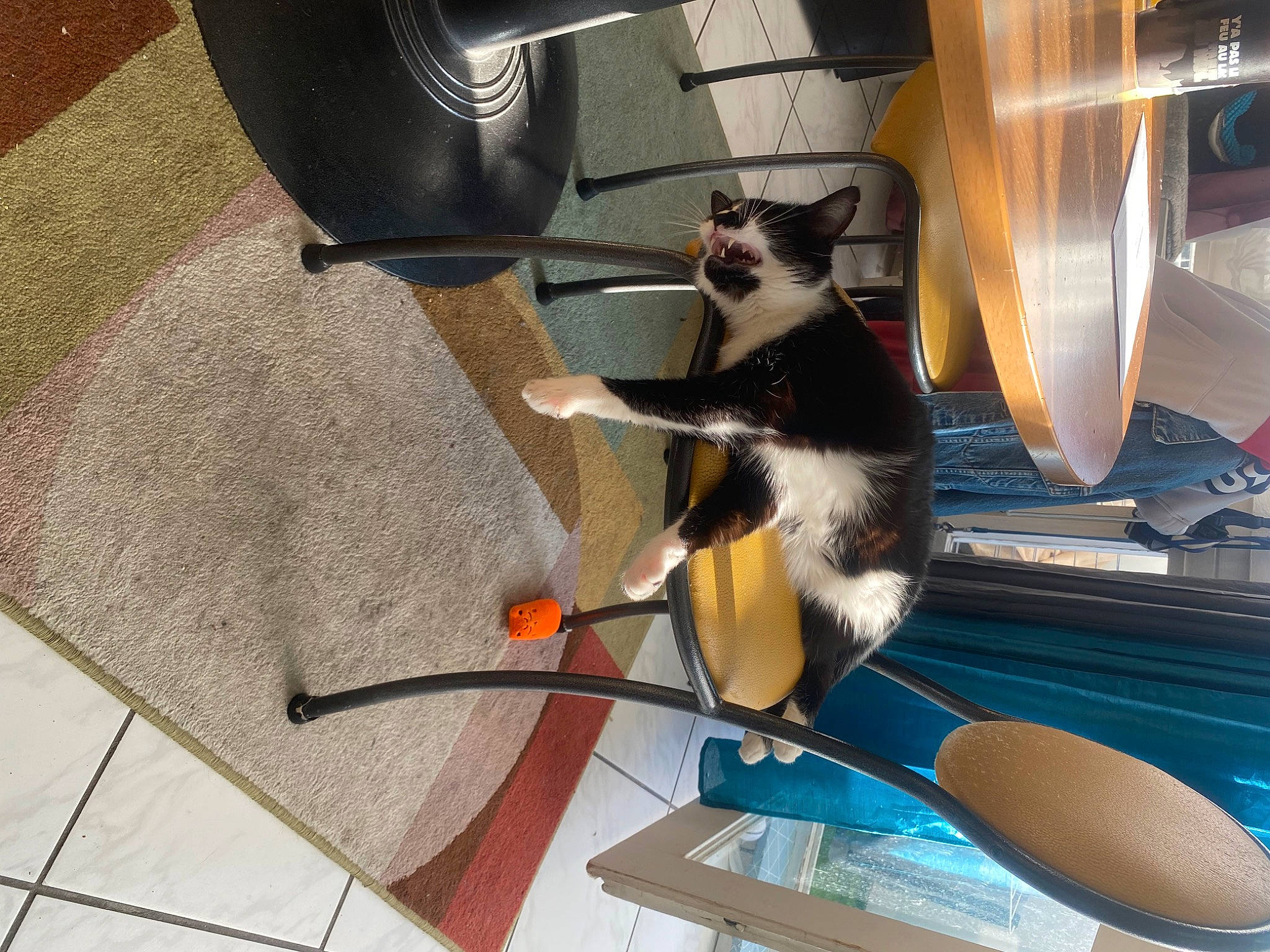 Lolita participe au concours pour gagner de l'argent avec cette photo : carnivore, cat, cat_supply, chair, comfort, companion_dog, eyewear, felidae, fender, flooring, fur, furniture, hardwood, office_chair, pet_supply, room, small_to_medium_sized_cats, tail, whiskers, wood