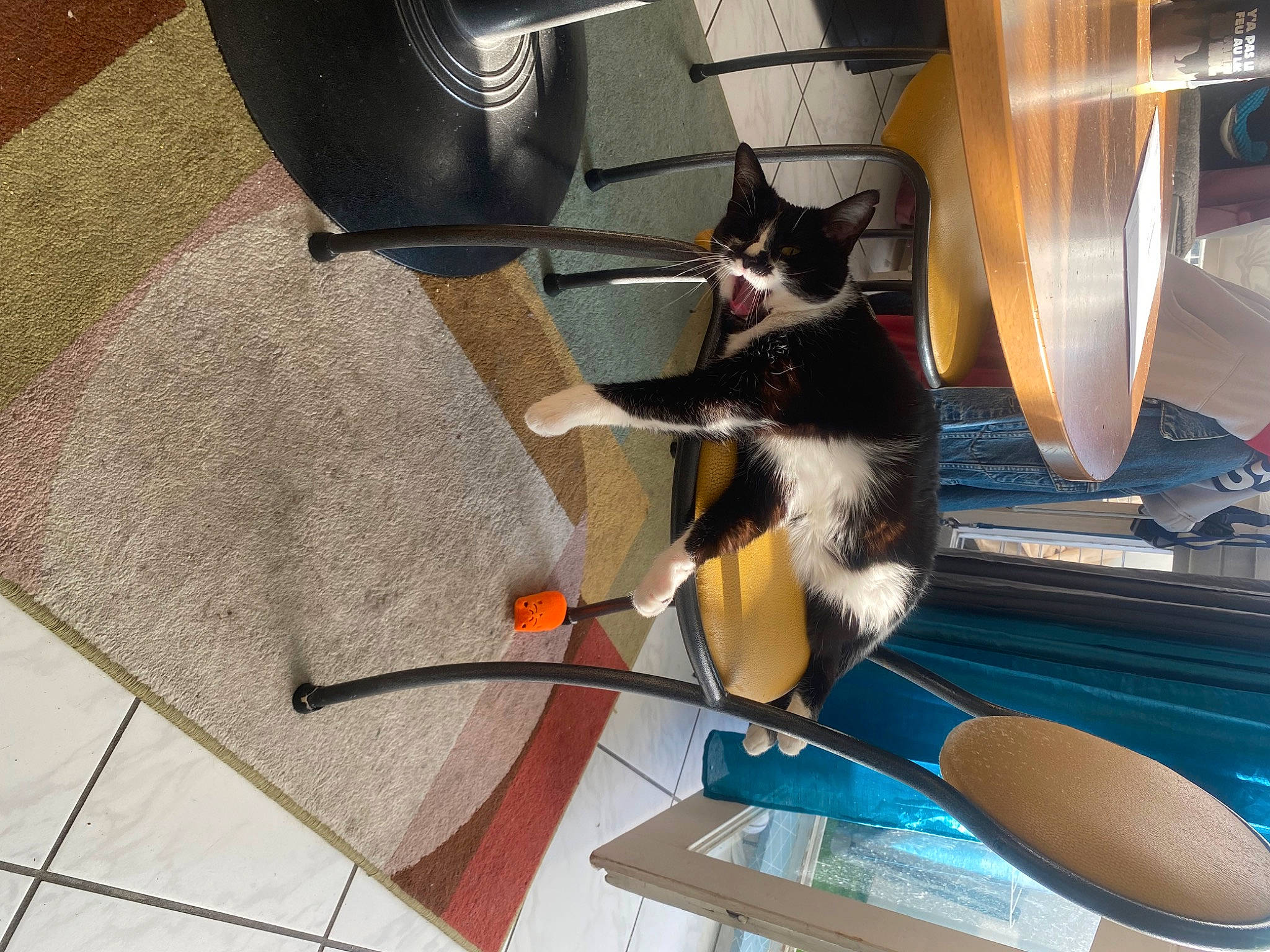 Lolita participe au concours pour gagner de l'argent avec cette photo : audio_equipment, carnivore, cat, cat_supply, chair, comfort, domestic_short_haired_cat, eyewear, felidae, floor, flooring, flowerpot, fur, room, small_to_medium_sized_cats, table, tail, textile, whiskers, wood