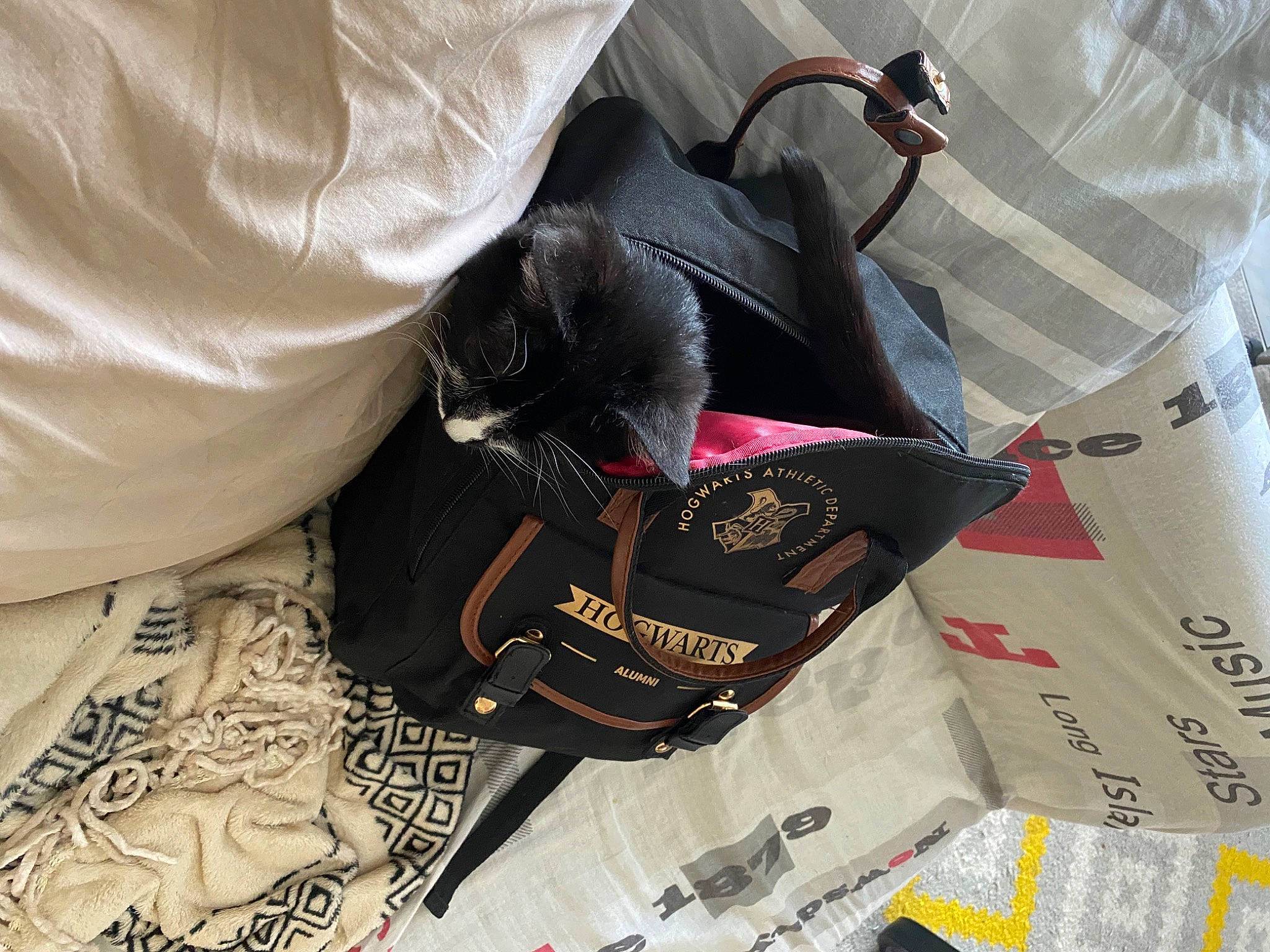Lolita participe au concours pour gagner de l'argent avec cette photo : bag, brand, carmine, cat, collar, comfort, dress_shirt, elbow, fashion_accessory, felidae, font, fur, pattern, personal_protective_equipment, sleeve, t_shirt, top
