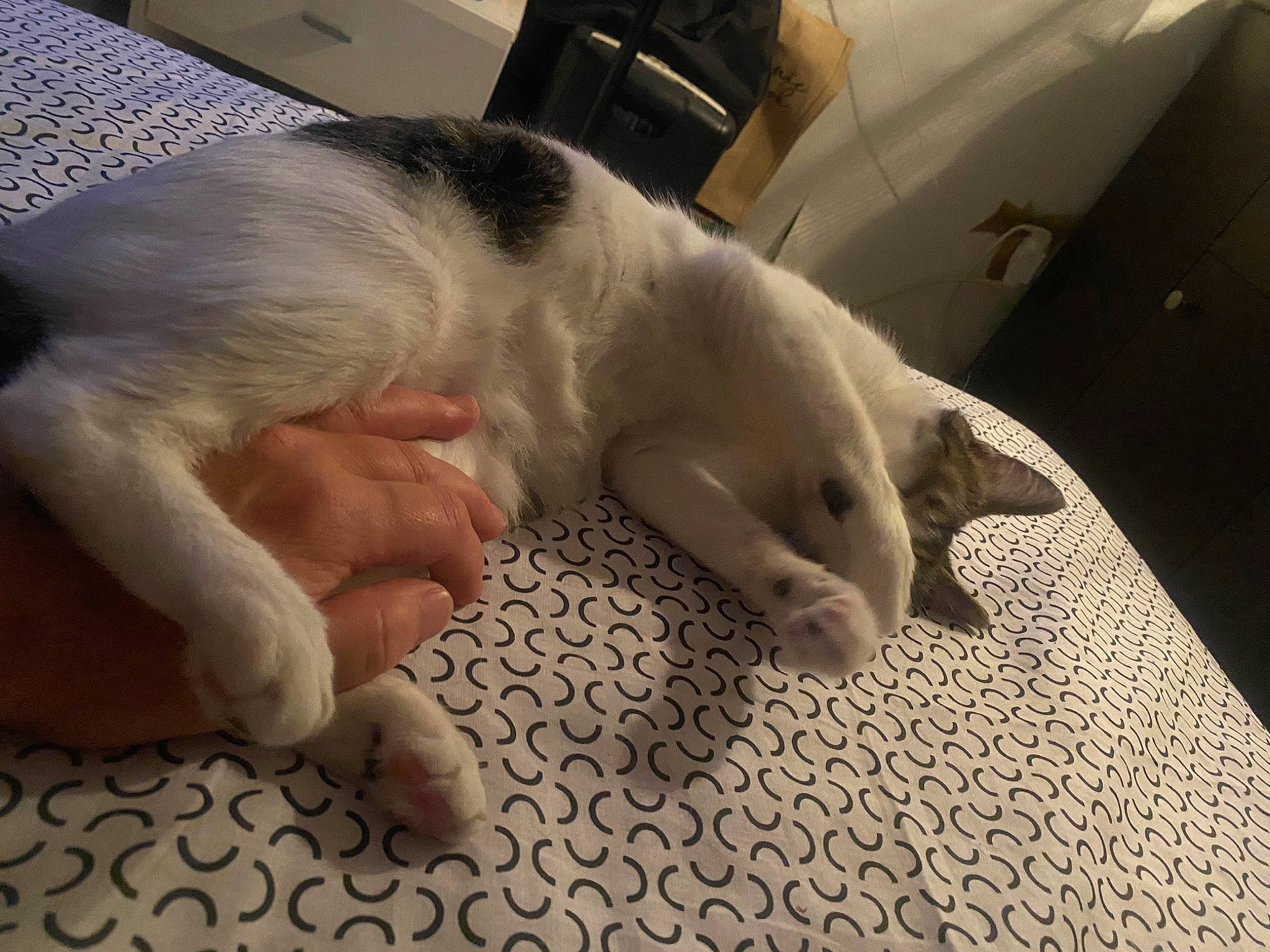 Knedelle Ma Poupouchinette a rejoint le concours — aidez-le/la à gagner de superbes lots ! carnivore, cat, comfort, companion_dog, dog_breed, fawn, felidae, finger, flooring, foot, fur, gesture, mammal, nail, paw, small_to_medium_sized_cats, snout, tail, thumb, whiskers