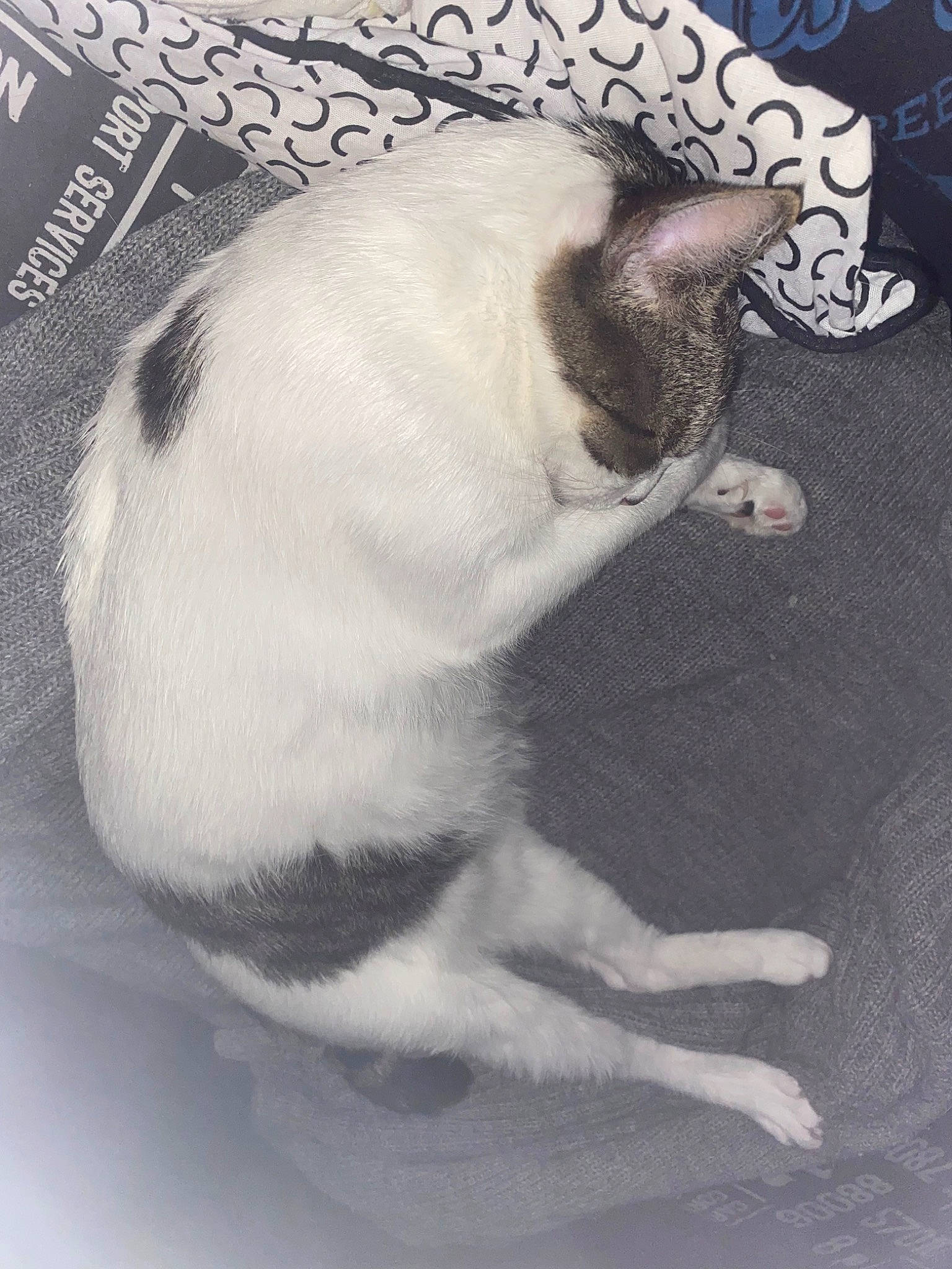 Knedelle Ma Poupouchinette a rejoint le concours — aidez-le/la à gagner de superbes lots ! art, carnivore, cat, claw, comfort, domestic_short_haired_cat, fang, felidae, font, fur, grey, monochrome, monochrome_photography, paw, photo_caption, small_to_medium_sized_cats, snout, tail, terrestrial_animal, whiskers