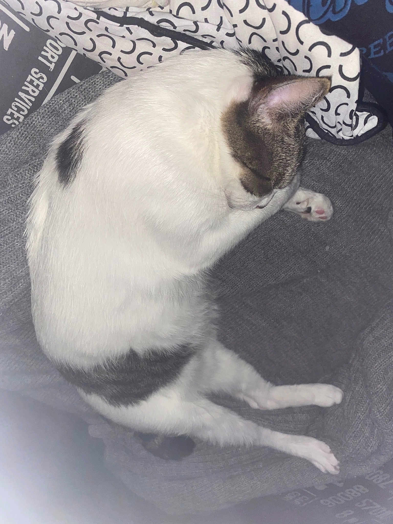 Knedelle Ma Poupouchinette