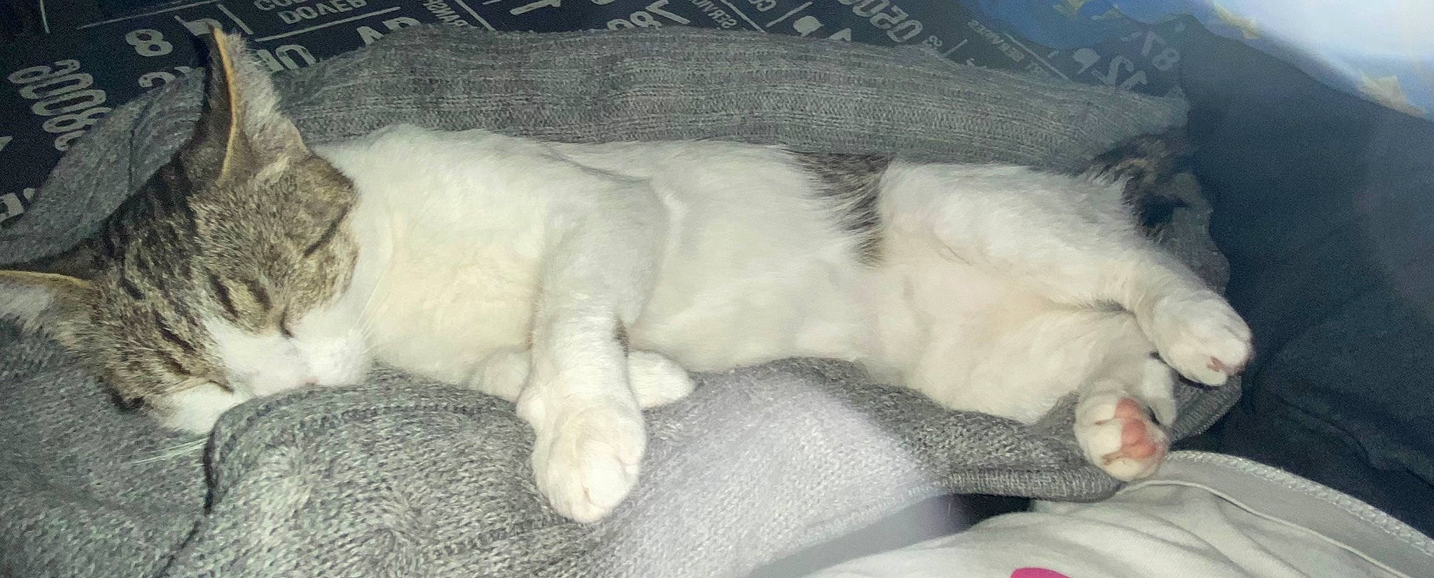 Knedelle Ma Poupouchinette a rejoint le concours — aidez-le/la à gagner de superbes lots ! canidae, carnivore, cat, claw, comfort, dog_breed, domestic_short_haired_cat, fawn, felidae, fur, linens, nap, paw, sleep, small_to_medium_sized_cats, snout, sporting_group, tail, terrestrial_animal, whiskers