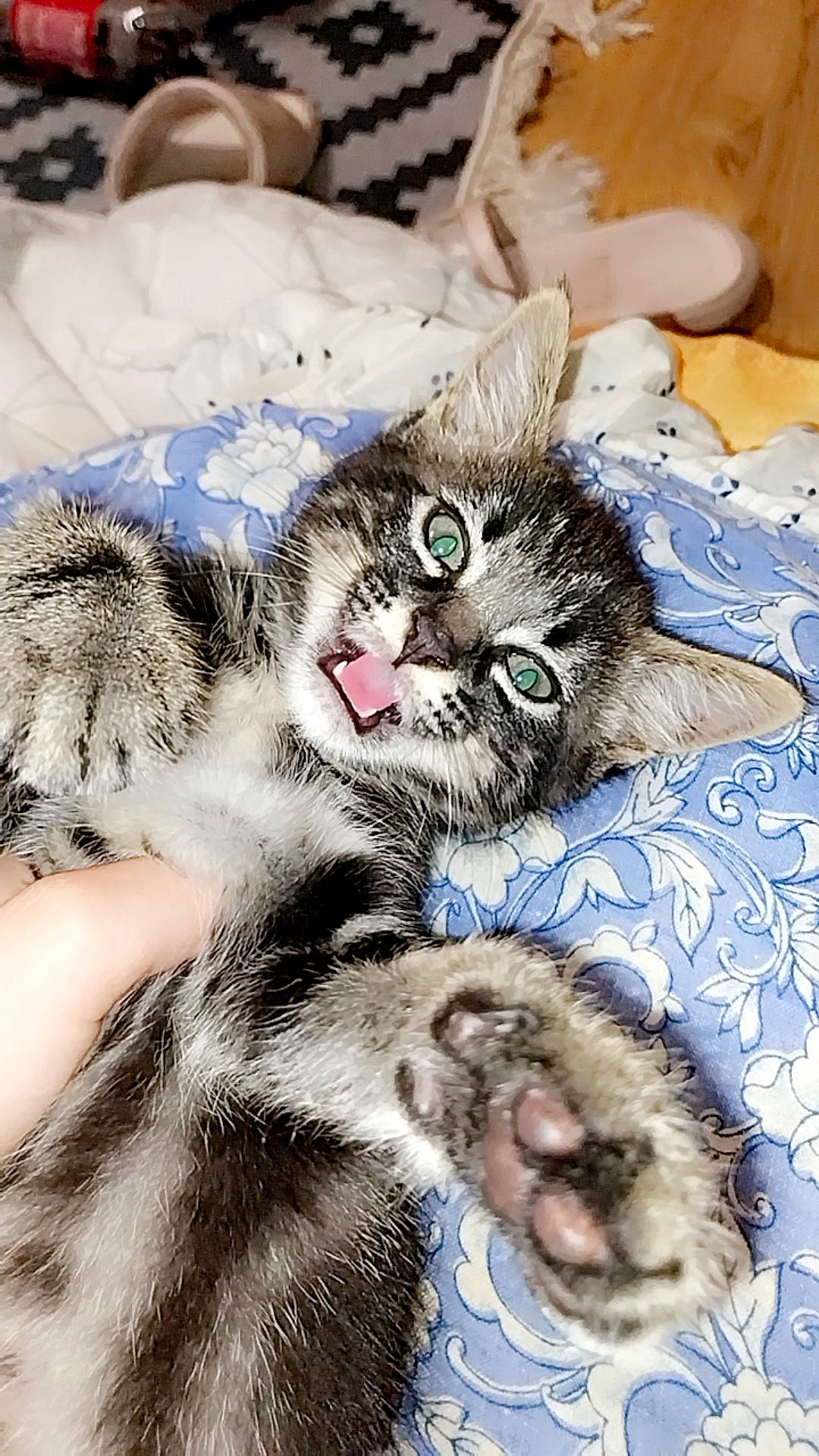 Nuage participe au concours pour gagner de l'argent avec cette photo : carnivore, cat, claw, comfort, domestic_short_haired_cat, felidae, fur, linens, nap, pattern, paw, sleep, small_to_medium_sized_cats, snout, tail, terrestrial_animal, whiskers