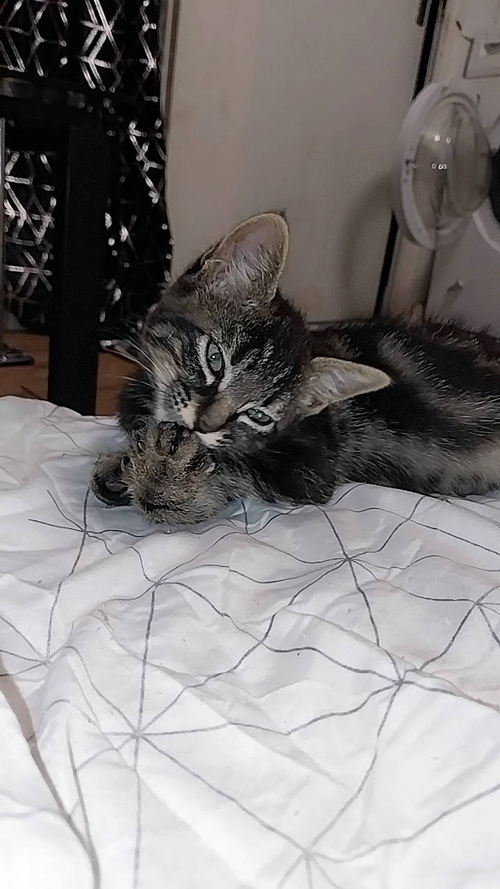 Nuage participe au concours pour gagner de l'argent avec cette photo : bed, bedding, carnivore, cat, cat_bed, claw, comfort, domestic_short_haired_cat, felidae, fur, grey, linens, monochrome, monochrome_photography, room, small_to_medium_sized_cats, snout, tableware, tail, whiskers