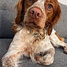 animal, brown_and_white, close_up, couch, dog, floppy_ears, freckles, funny_expression, home, indoors, long_hair, lying_down, paw, pet, pink_nose, portrait, relaxed, sofa, soulful_eyes, spaniel