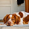 Tayko a rejoint le concours — aidez-le/la à gagner de superbes lots ! animal, brittany_spaniel, brown_and_white, close_up, dog, door, doorstep, entrance, floppy_ears, freckles, fur, home, indoor, lying_down, pet, portrait, sad_expression, sleepy, tile, wood