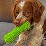 Tayko a rejoint le concours — aidez-le/la à gagner de superbes lots ! blanket, brown_and_white, chewing, dog, eyes, face, floppy_ears, green, heart_emoji, indoors, long_haired, mouth, nose, portrait, puppy, rubber_bone, sitting, sofa, spiky, toy