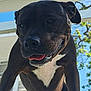 animal, black_dog, blue_sky, canine, close_up, daytime, dog, fence, happy, nature, outdoor, pet, portrait, railing, smiling, summer, sunlight, tongue_out, tree, white_chest