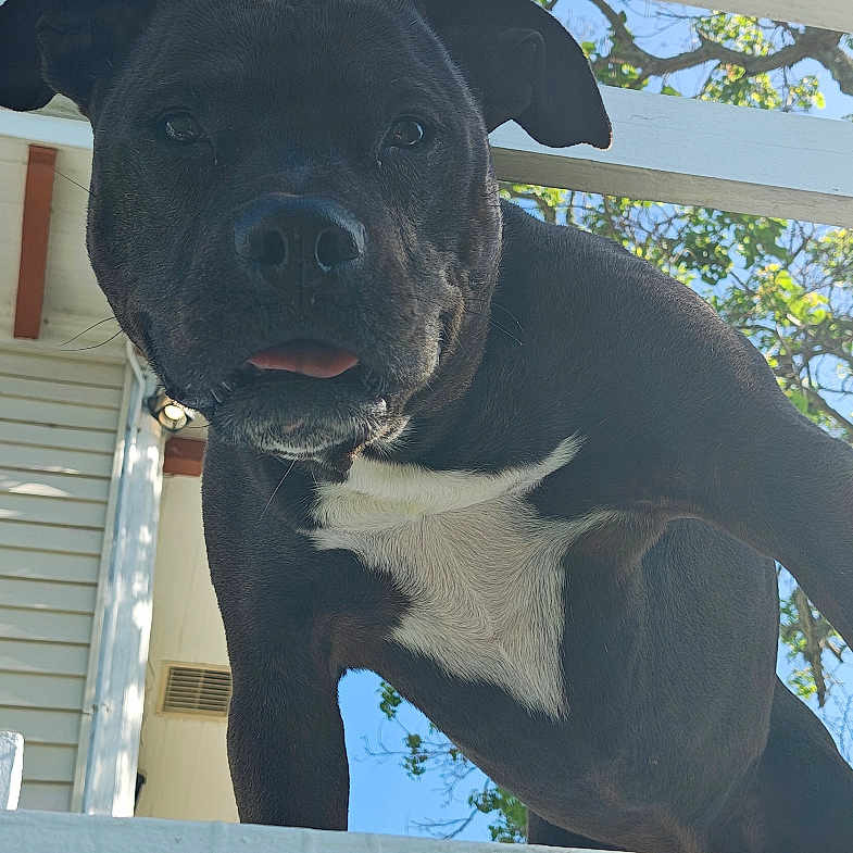 Lil Bit joined the competition — help win amazing prizes! animal, black_dog, canine, close_up, curious, daylight, dog, fence, green_leaves, house_exterior, looking_down, outdoor, pet, portrait, sky, sunny, tongue_out, tree, white_patch, wooden_fence
