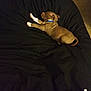 Krampus joined the competition — help win amazing prizes! animal, beanbag, black, brown_dog, carpet, collar, cozy, cute, dog, domestic_animal, fur, indoor, paws, pet, puppy, relaxation, resting, sleeping, small_dog, young_dog
