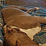 Krampus is registered to the contest to win money with this photo: animal, bed, blanket, brown_dog, cabinet, canine, comfort, cozy, dog, domestic, furniture, home, indoors, map, pet, quiet, relaxation, resting, sleeping, television