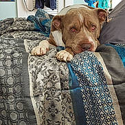 Krampus is registered to the contest to win money with this photo: animal, bed, blanket, brown, cozy, decor, dog, furniture, household, indoor, lamp, patterned_fabric, pet, portrait, relaxing, resting, robe, sleepy, white, wood_floor