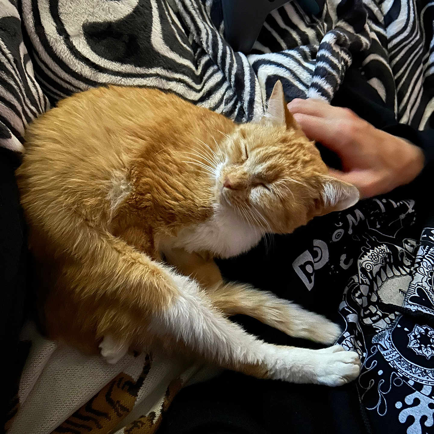 Tangerine is registered to the contest to win money with this photo: abyssinian, accessories, animal, armchair, bodypart, cat, chair, couch, electronics, finger, furniture, hand, homedecor, kitten, manx, person, pet, photographer, photography, strap