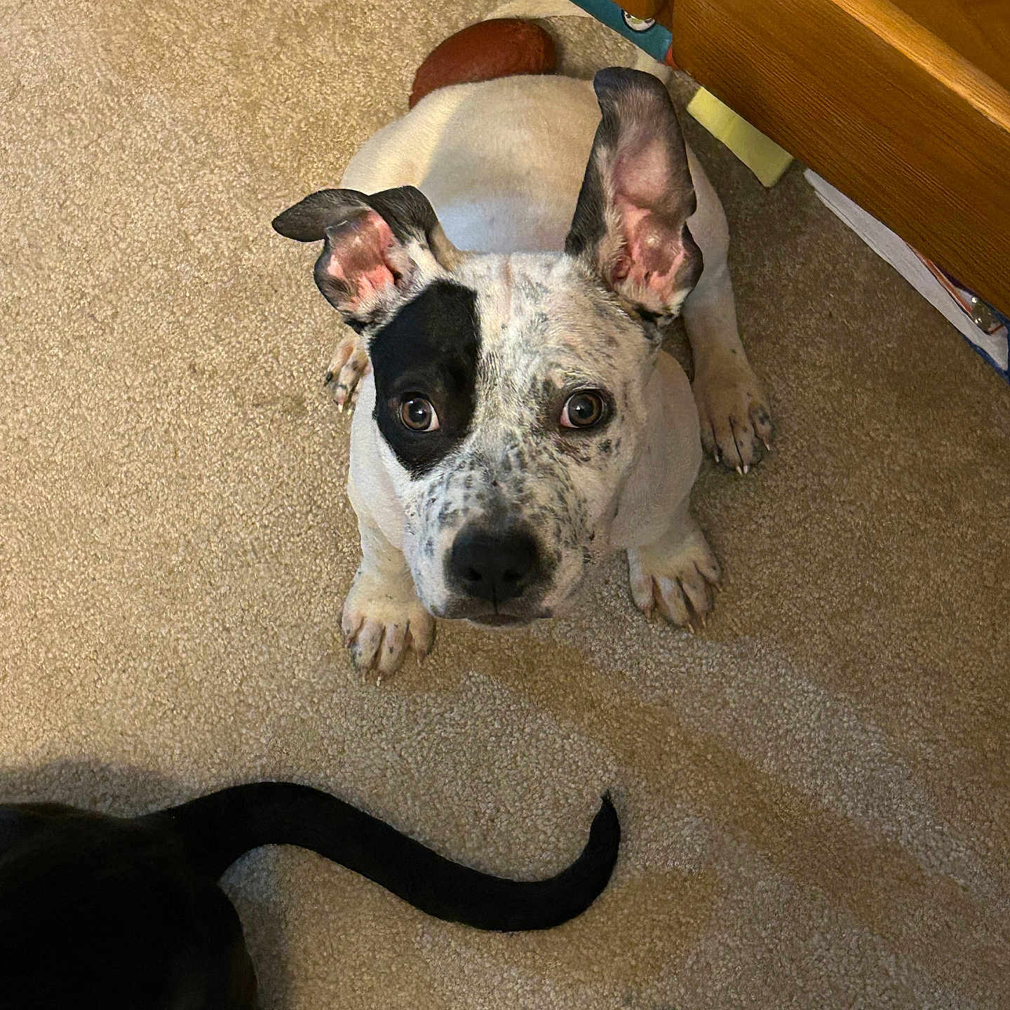 Lucky joined the competition — help win amazing prizes! animal, beige, black, black_patch, brown, carpet, companion, curious, cute, dog, ears, floor, furniture, home, indoor, looking_up, paw, pet, tail, white