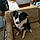 Roxy