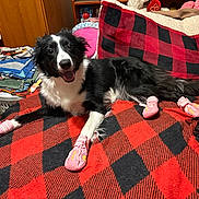 Roxy joined the competition — help win amazing prizes! bed, black_and_white, border_collie, buffalo_plaid, clothes_pile, cozy, dog, fur, happy, home, indoor, laundry, laundry_basket, paw_booties, pet_portrait, pillow, pink_booties, plaid_blanket, smiling, tongue_out