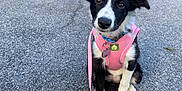 Roxy is registered to the contest to win money with this photo: accessories, alloywheel, animal, canine, car, carwheel, coupe, dog, leash, machine, pet, puppy, road, spoke, sportscar, strap, tire, transportation, vehicle, wheel