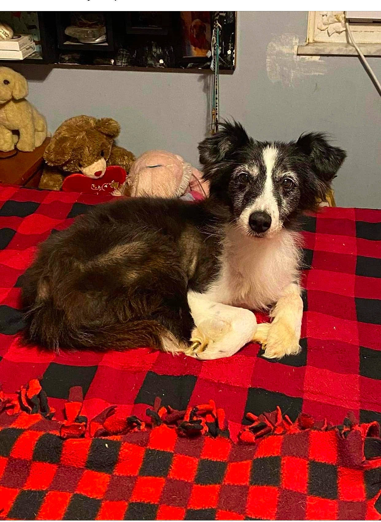 Foxy joined the competition — help win amazing prizes! art, canidae, carnivore, comfort, companion_dog, dog, dog_breed, dog_supply, flooring, fur, linens, mammal, pattern, picture_frame, plaid, room, sporting_group, tartan, vertebrate, working_animal