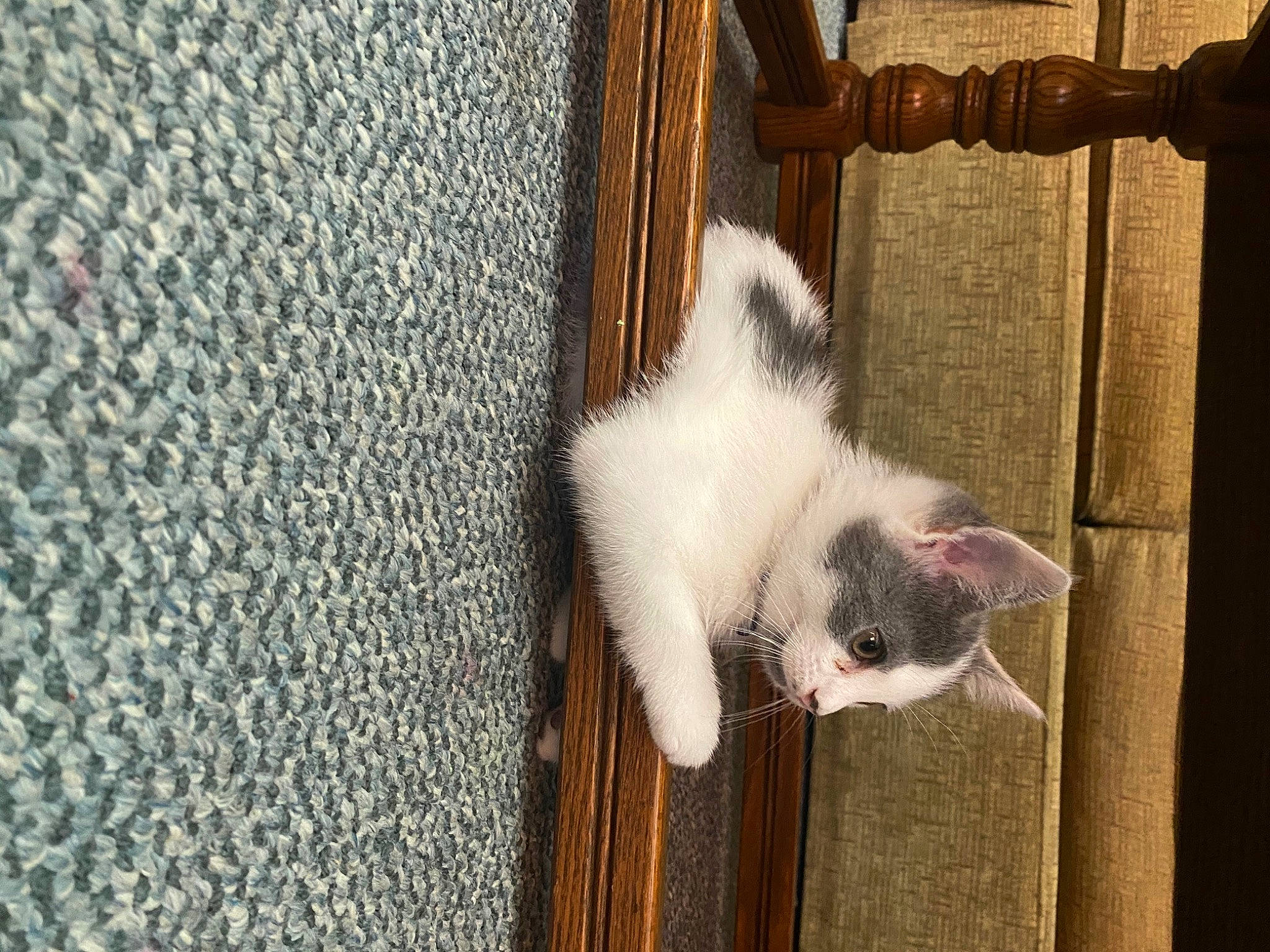 Tiger is registered to the contest to win money with this photo: carnivore, cat, claw, domestic_short_haired_cat, fawn, felidae, flooring, fur, paw, small_to_medium_sized_cats, snout, tail, whiskers, wood, woven_fabric