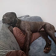 Urgo a rejoint le concours — aidez-le/la à gagner de superbes lots ! animal, blanket, brown, canine, collar, comfort, cozy, cushion, dog, floor, fur, home, indoors, laying_down, paw, pet, relaxed, resting, sleeping, tile