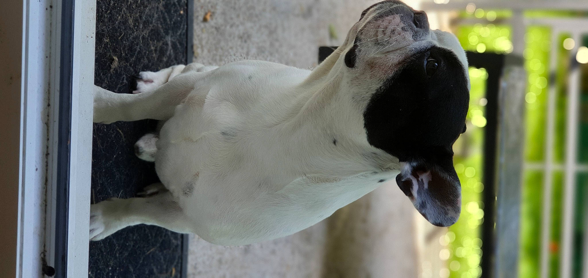 Lipton participe au concours pour gagner de l'argent avec cette photo : bovine, canidae, dog_breed, fawn, pointer, snout, zoo