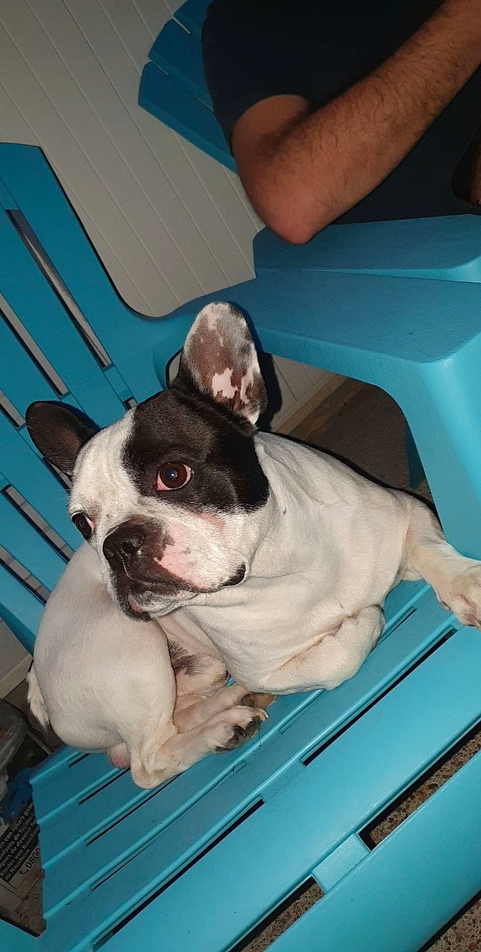 Lipton participe au concours pour gagner de l'argent avec cette photo : boston_terrier, bulldog, canidae, carnivore, companion_dog, dog, dog_breed, ear, fawn, french_bulldog, mammal, non_sporting_group, puppy, snout, sporting_group, toy_bulldog, valley_bulldog, vertebrate, whiskers