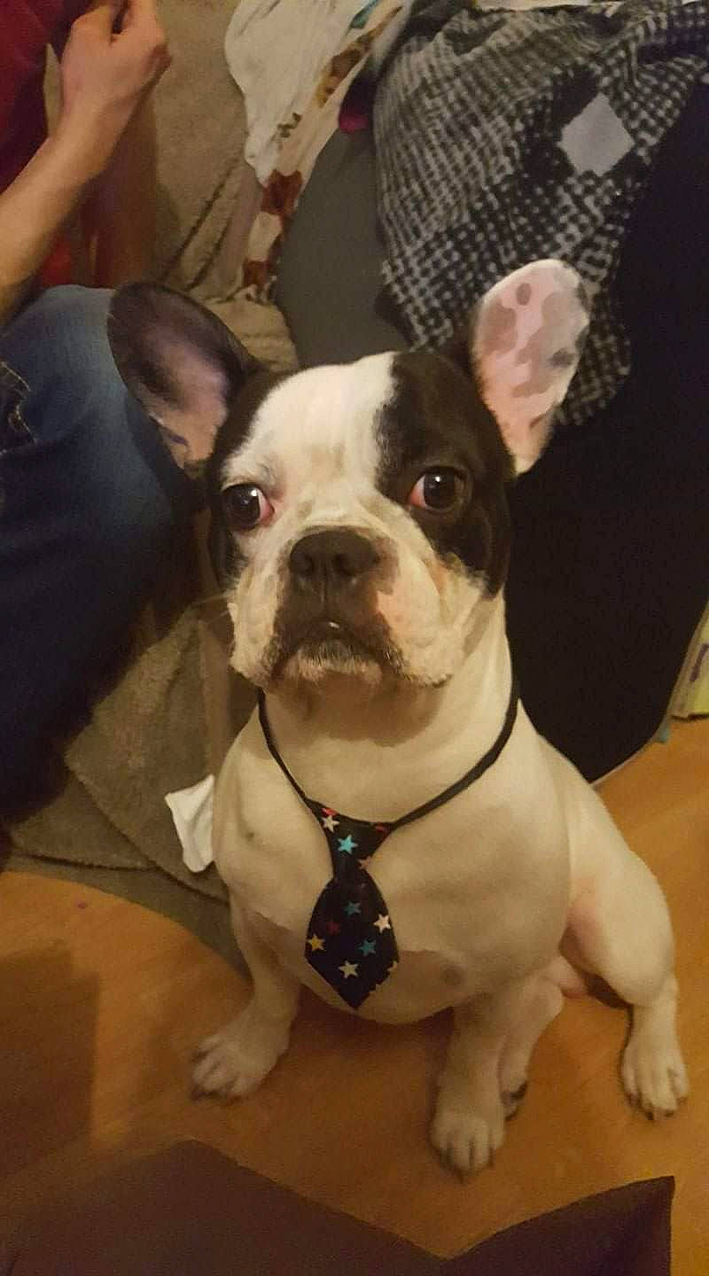 Lipton a rejoint le concours — aidez-le/la à gagner de superbes lots ! boston_terrier, bulldog, canidae, carnivore, companion_dog, dog, dog_breed, fawn, french_bulldog, mammal, molosser, non_sporting_group, puppy, rare_breed_dog, snout, toy_bulldog, vertebrate, whiskers