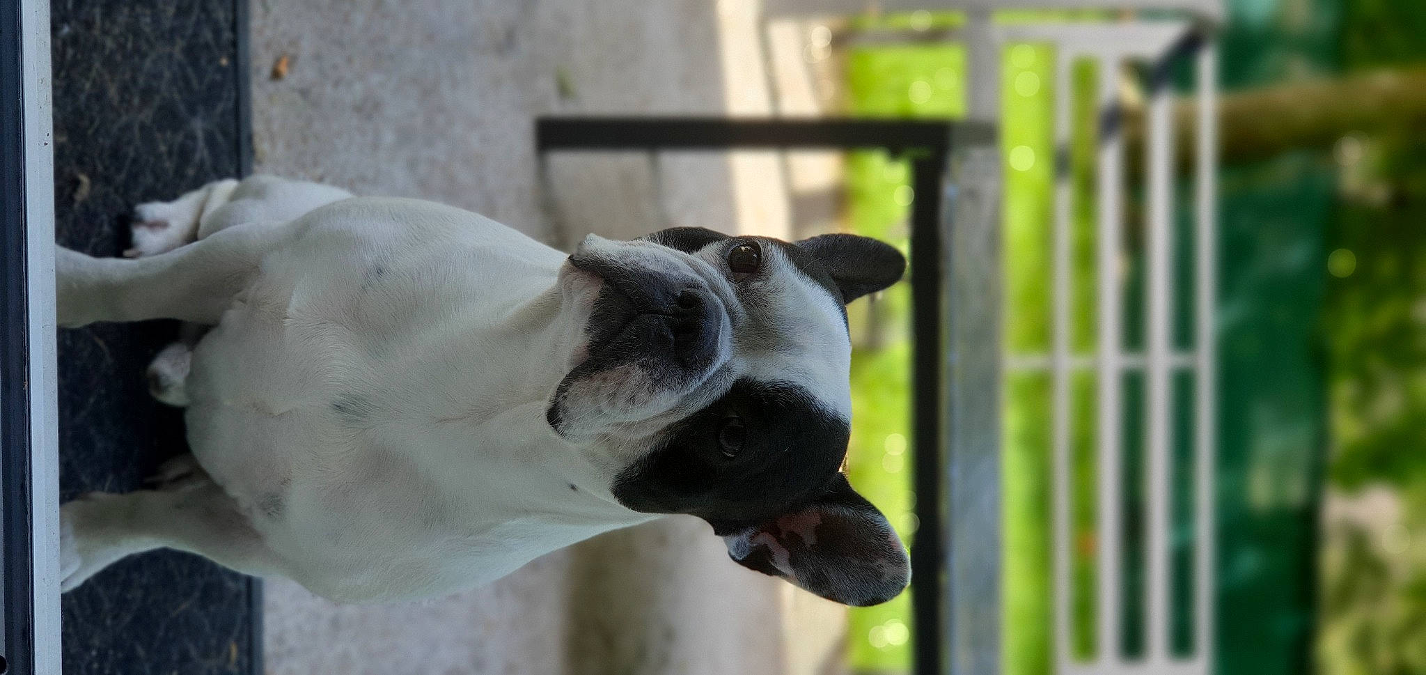 Lipton participe au concours pour gagner de l'argent avec cette photo : american_bulldog, animal_shelter, canidae, carnivore, dog, dog_breed, fawn, non_sporting_group, snout