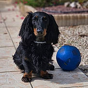 Charly a rejoint le concours — aidez-le/la à gagner de superbes lots ! dog, dachshund, long_hair, black_and_tan, pet, animal, soccer_ball, toy, outdoor, patio, tile_floor, garden, plants, flower, sunlight, cute, sitting, fur, companion, domestic_animal