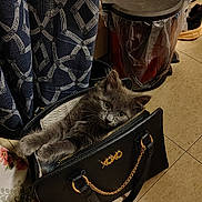 Echo joined the competition — help win amazing prizes! kitten, cat, handbag, black_bag, indoor, curious, gray_cat, gold_chain, zipper, floor_tiles, curtains, floral_blanket, trash_bin, shoe, pet, cute, cozy, domestic, feline, animal
