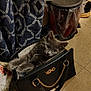 kitten, cat, handbag, black_bag, indoor, curious, gray_cat, gold_chain, zipper, floor_tiles, curtains, floral_blanket, trash_bin, shoe, pet, cute, cozy, domestic, feline, animal