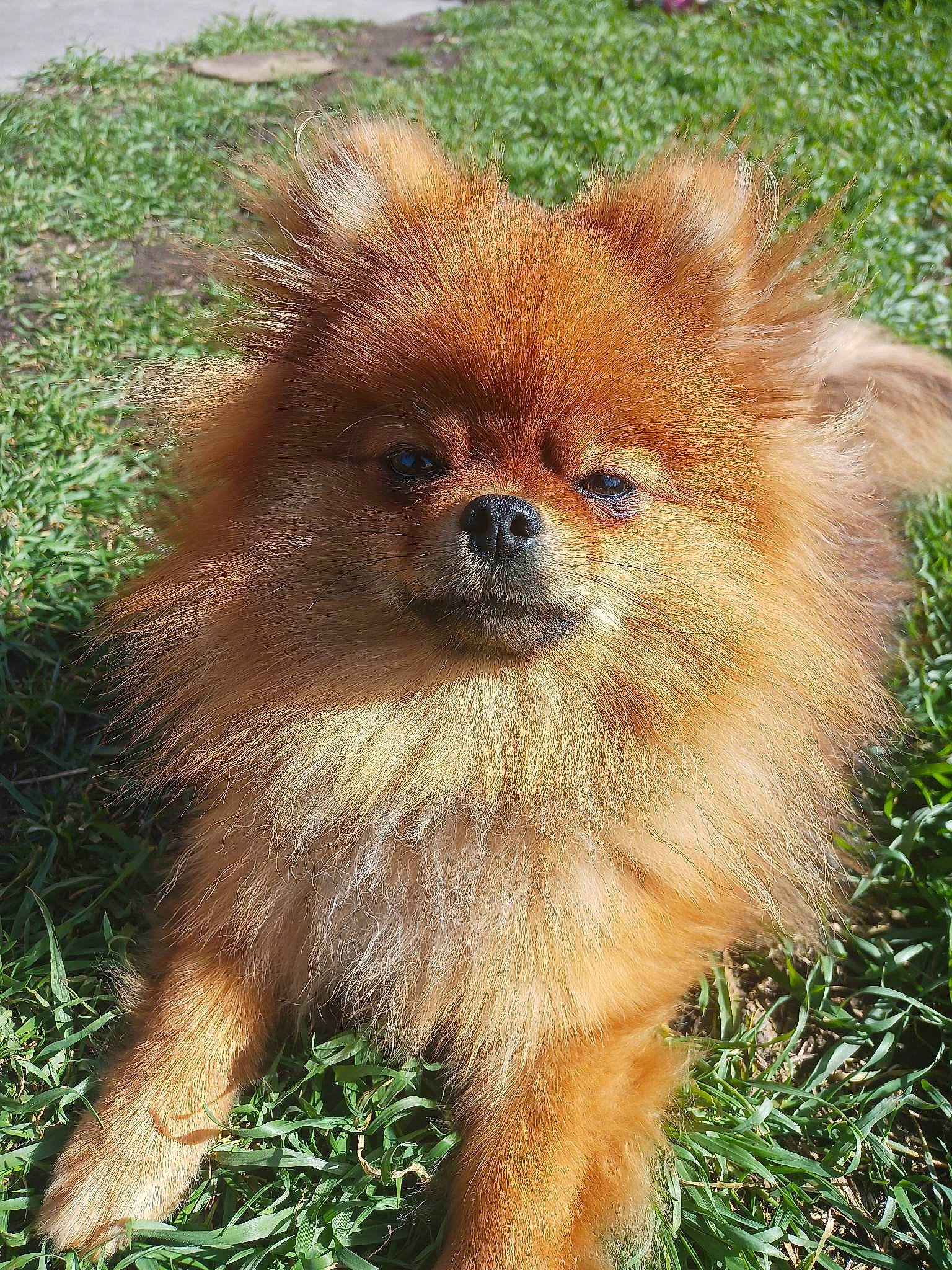 Titi participe au concours pour gagner de l'argent avec cette photo : canidae, carnivore, companion_dog, dog, dog_breed, fawn, fur, german_spitz, german_spitz_klein, german_spitz_mittel, grass, liver, snout, spitz, sporting_group, terrestrial_animal, toy_dog, volpino_italiano, wildlife, working_animal