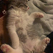 Stormi joined the competition — help win amazing prizes! cat, sleeping, fluffy, paws, relaxed, cozy, blanket, indoor, pet, fur, cute, animal, resting, soft, pink_paws, tabby, white_fur, gray_fur, nap, comfortable