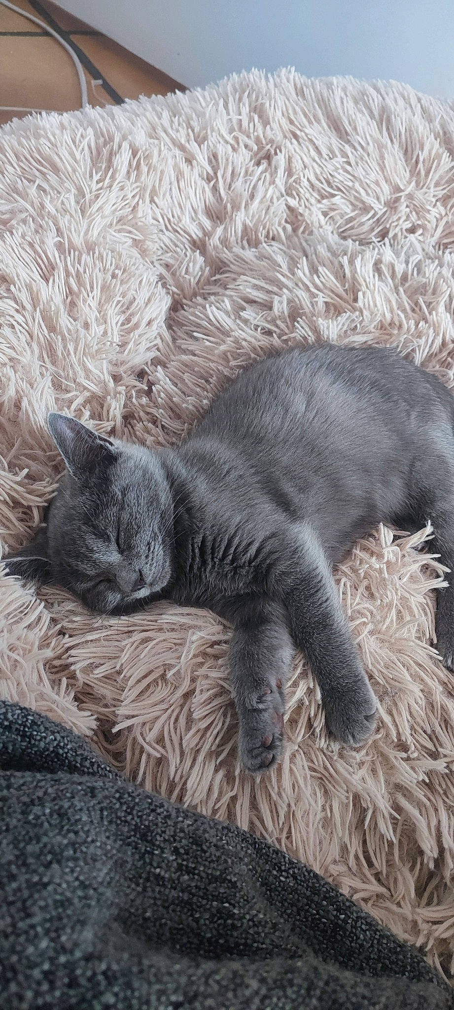 Valkyrie participe au concours pour gagner de l'argent avec cette photo : art, carnivore, cat, claw, comfort, domestic_short_haired_cat, felidae, fur, grey, nap, paw, russian_blue, sleep, small_to_medium_sized_cats, snout, tail, terrestrial_animal, whiskers