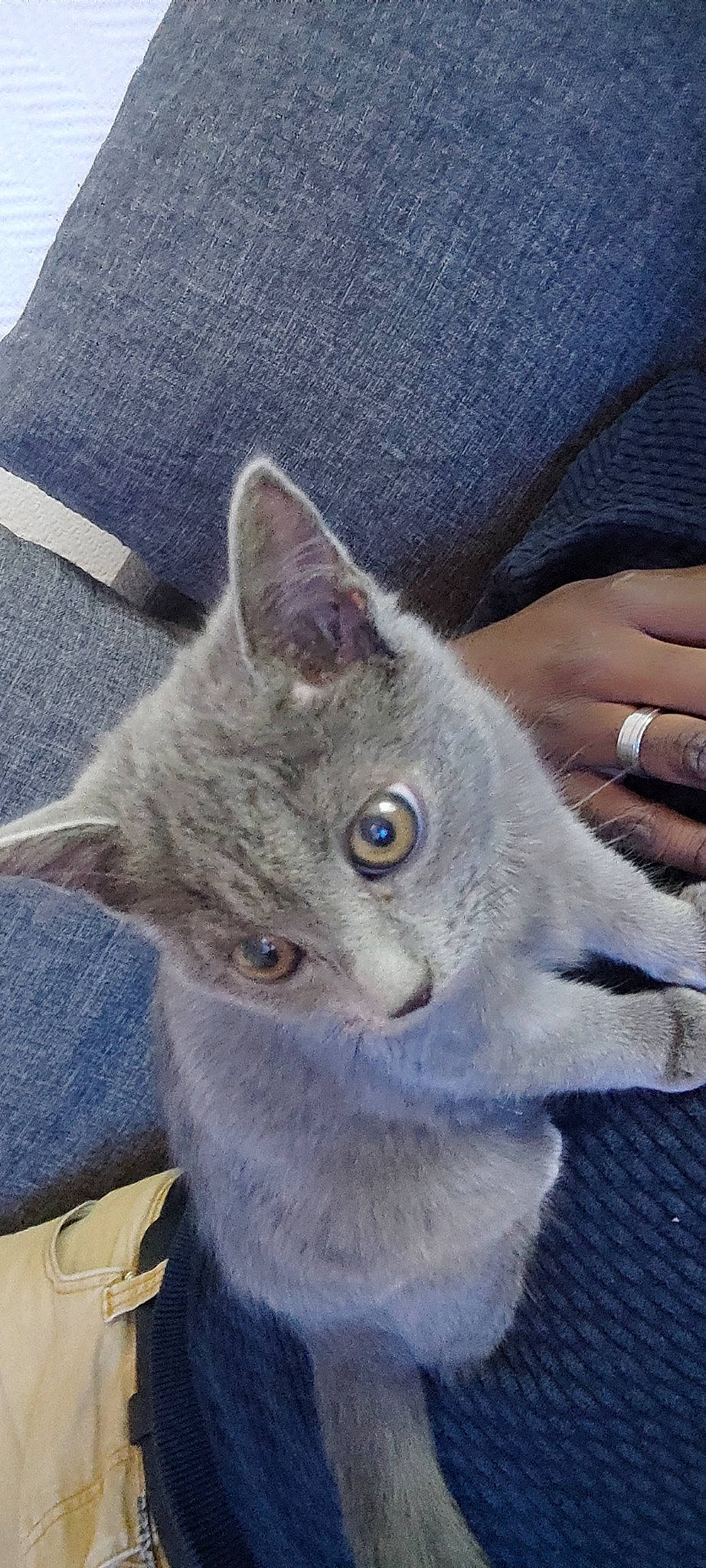 Valkyrie a rejoint le concours — aidez-le/la à gagner de superbes lots ! carnivore, cat, domestic_short_haired_cat, ear, electric_blue, fawn, felidae, fur, gesture, grey, nail, paw, russian_blue, small_to_medium_sized_cats, snout, whiskers