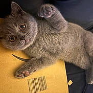 Smokey is registered to the contest to win money with this photo: adorable, animal, barcode, cardboard_box, cat, close_up, curious, cute, feline, fur, gray_cat, indoor, kitten, lying_down, paw, pet, relaxed, small_pet, soft_texture, whiskers