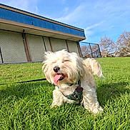 Moose is registered to the contest to win money with this photo: dog, white_dog, grass, outdoor, sunny, leash, building, fence, blue_sky, pet, happy, tongue_out, playful, green_grass, daytime, canine, collar, fur, small_dog, nature