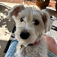 Luna joined the competition — help win amazing prizes! dog, white_dog, pet, cute, fluffy, outdoor, sunlight, lap, collar, curious, animal, furry, closeup, companion, domestic_animal, portrait, ears, nose, whiskers, relaxed